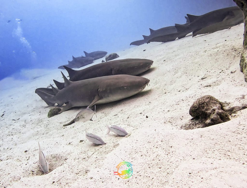 Nurse Sharks