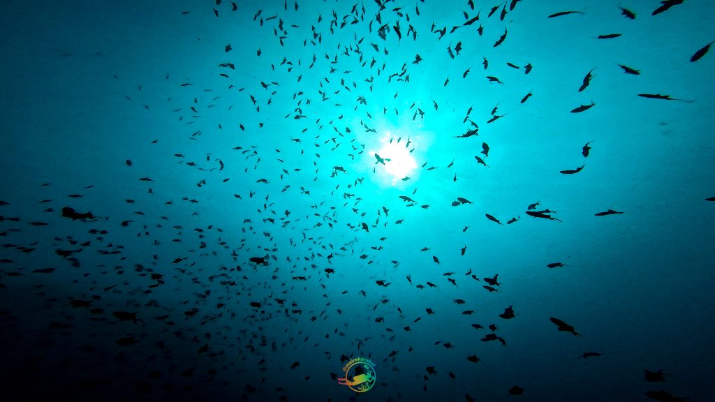 Isla_verde_dive