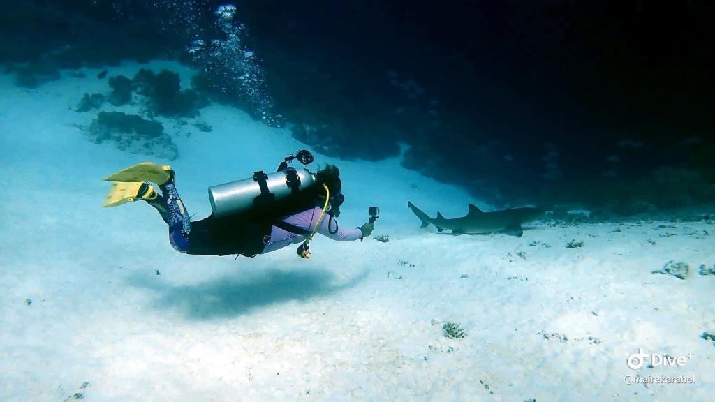 Shark of Tubbataha