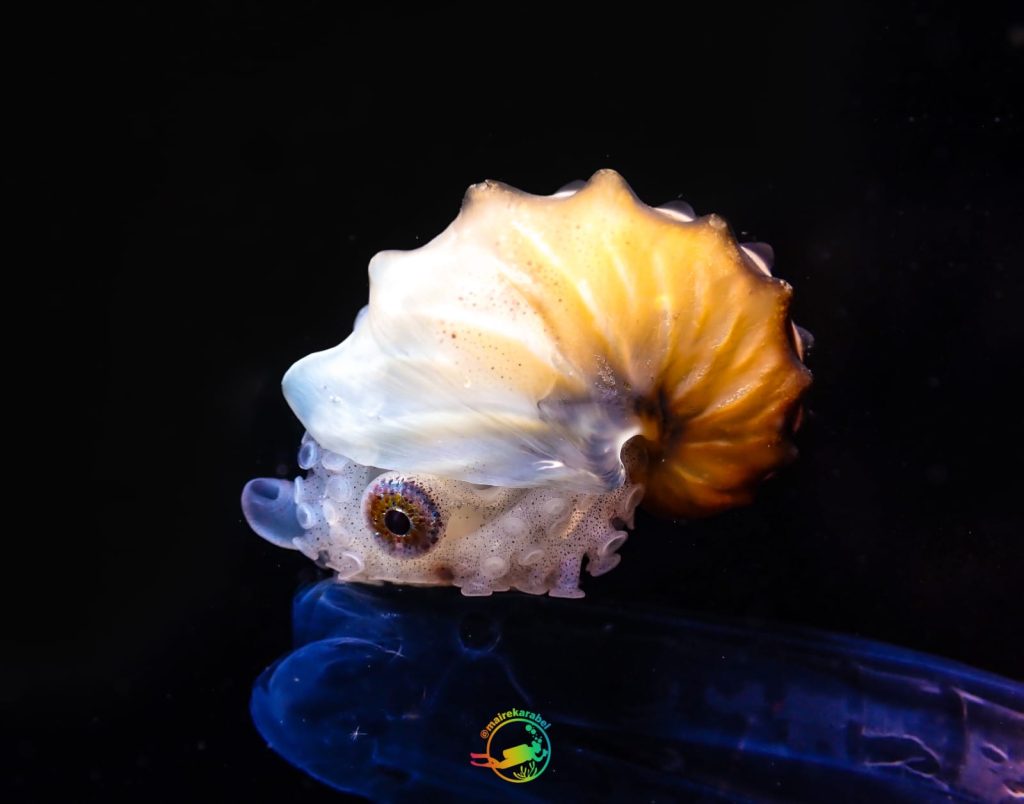 A juvenile paper nautilus (Argonauta sp.)