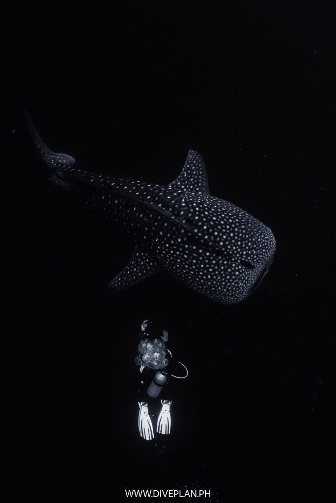 Whaleshark of the philippines by diveplan.ph